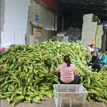 电商玉米(っ◔◡◔)っ🌽一件代发