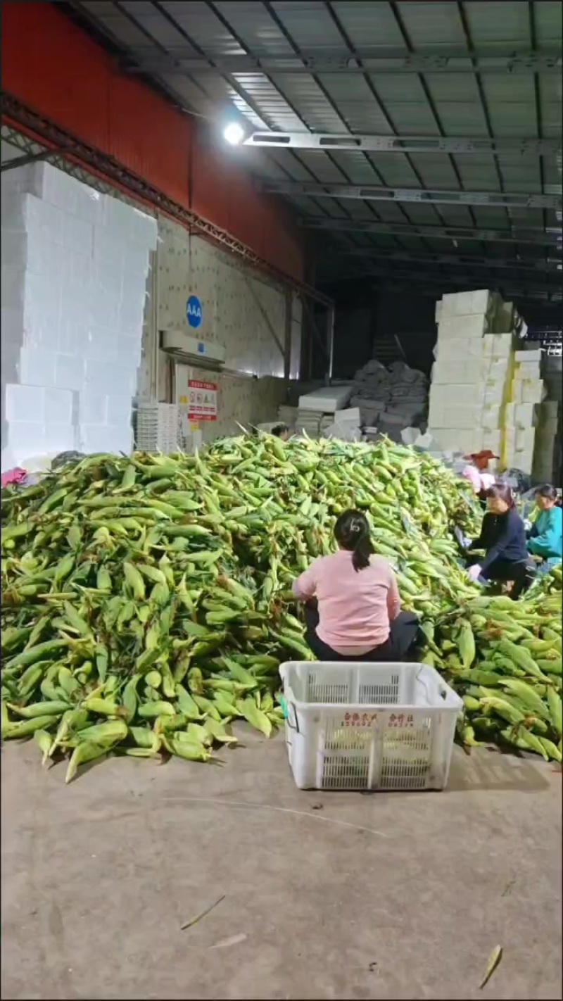 电商玉米(っ◔◡◔)っ🌽一件代发
