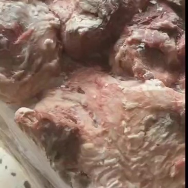 母猪二号肉今年新货