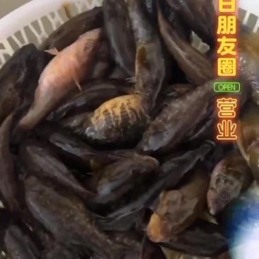 冷水杂鱼老头鱼，大量批发