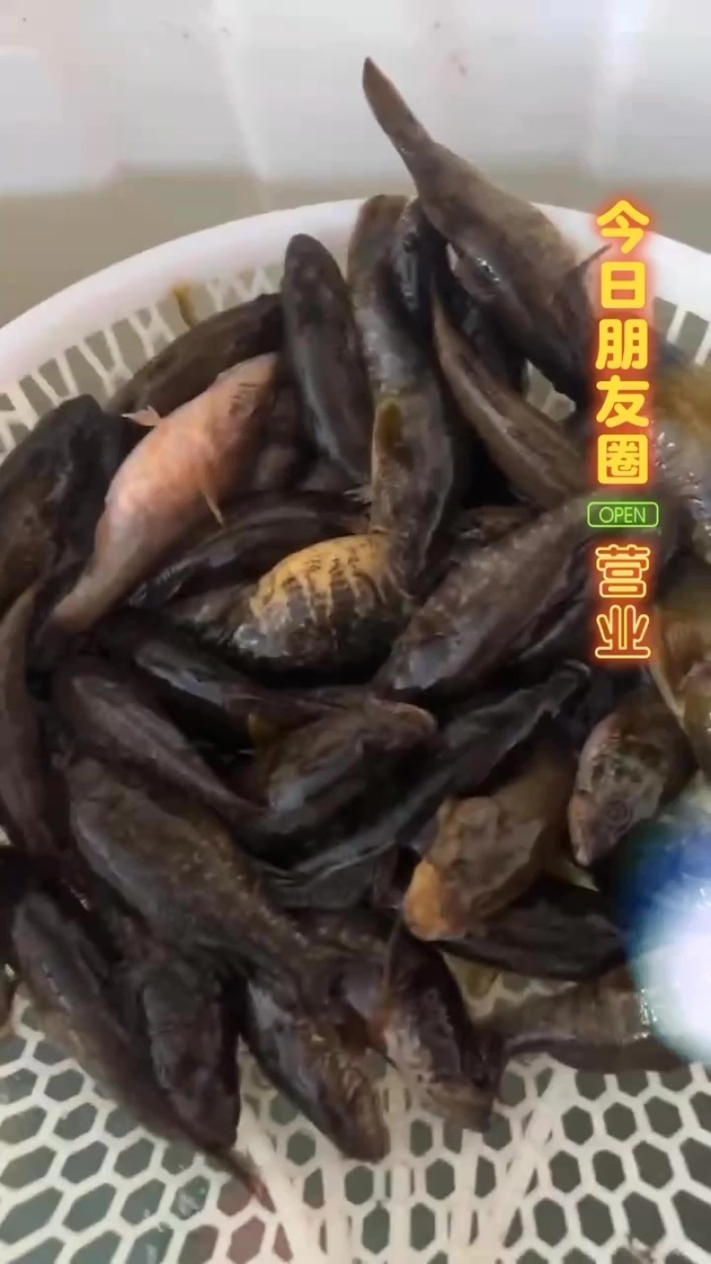 冷水杂鱼老头鱼，大量批发
