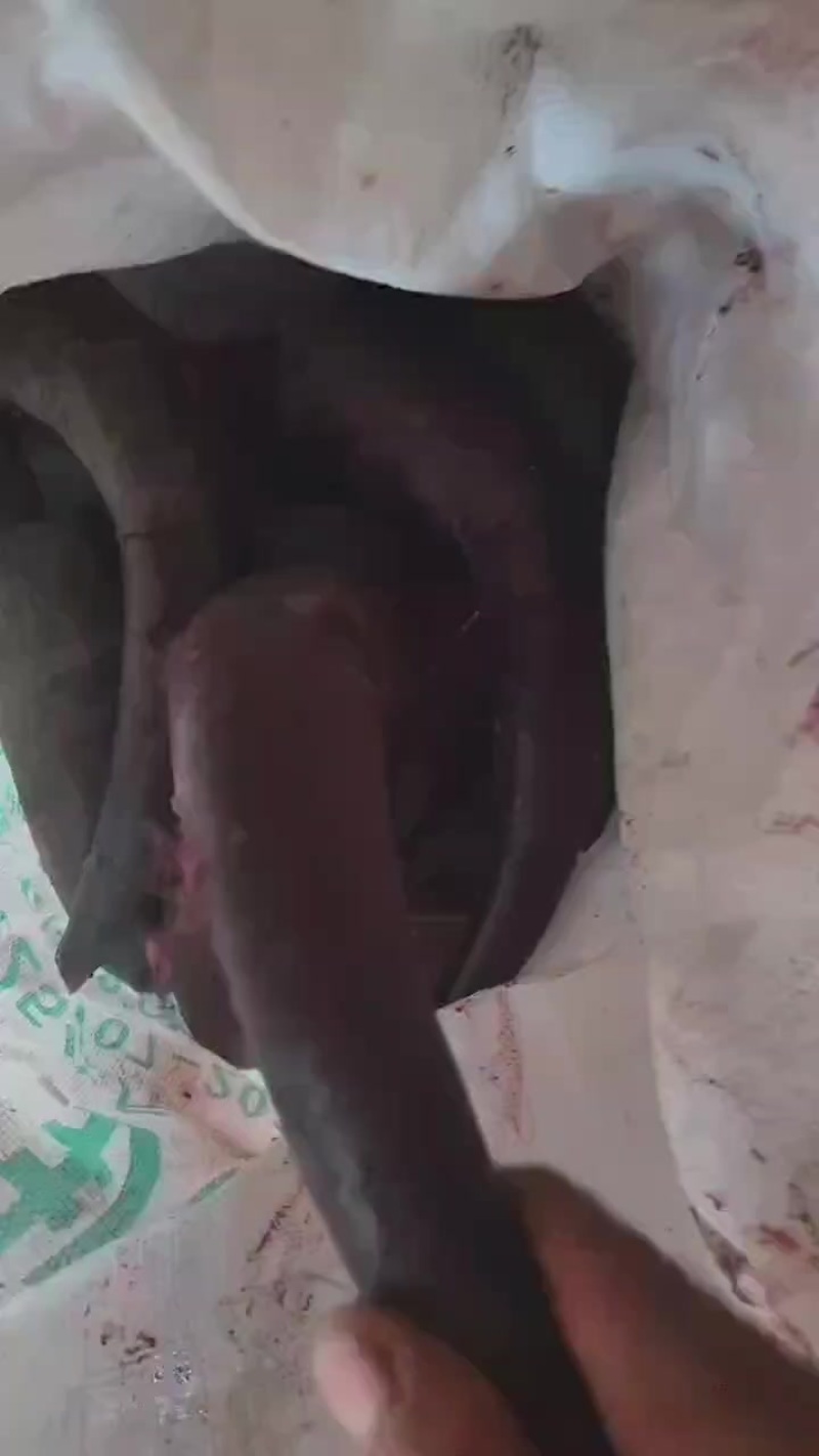 牦牛角一个供应