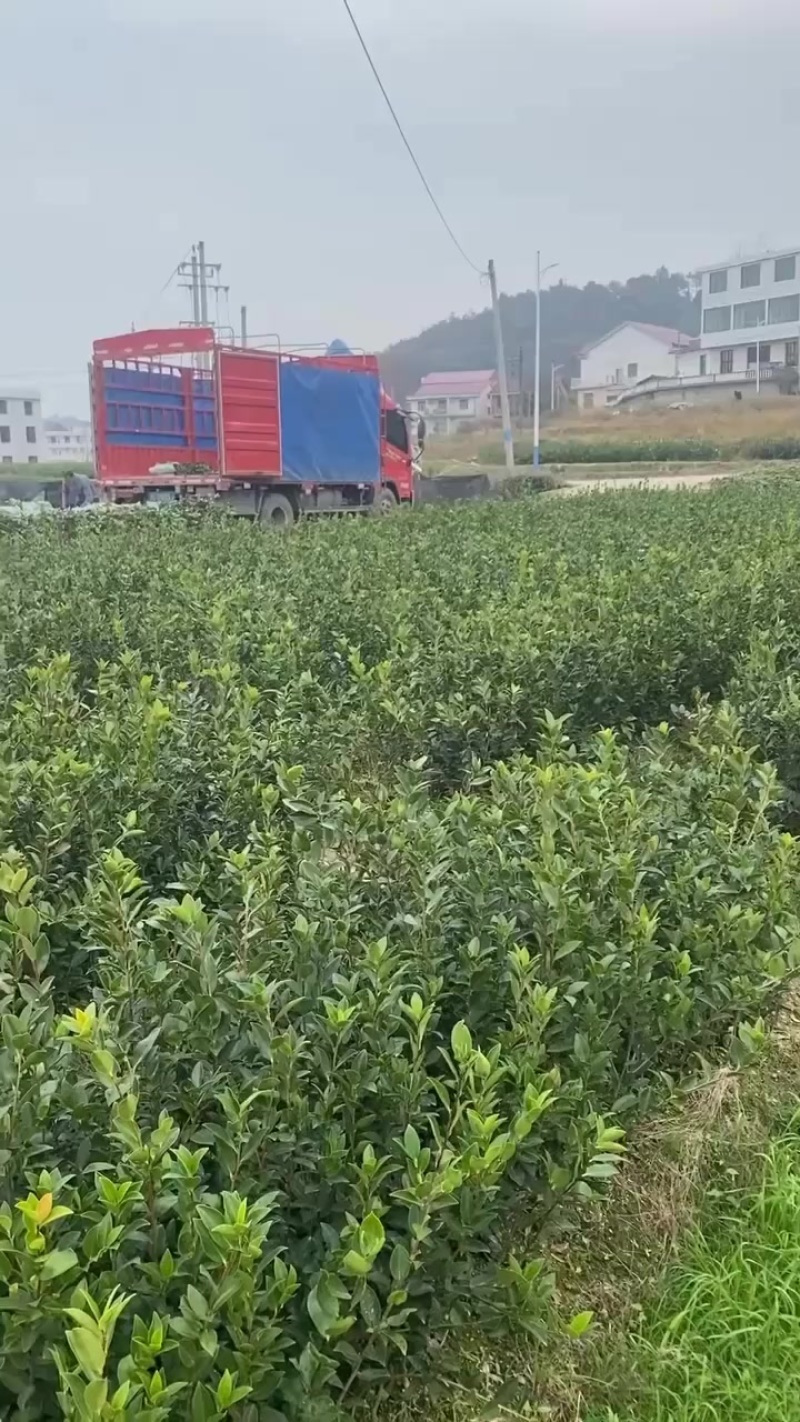 长林，湘林嫁接中杯油茶苗基地直供量大从优成活高