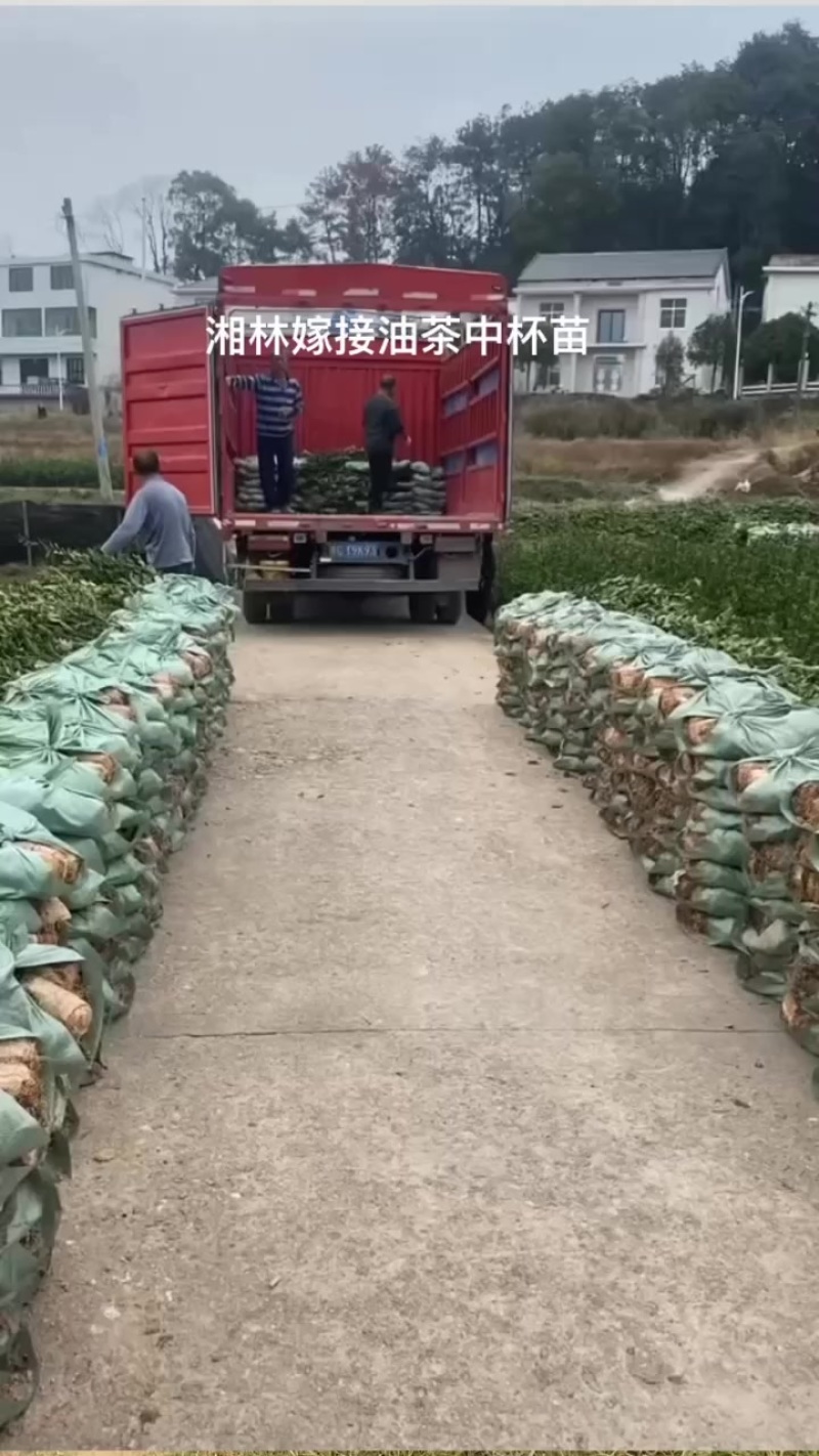 长林，湘林嫁接中杯油茶苗基地直供量大从优成活高