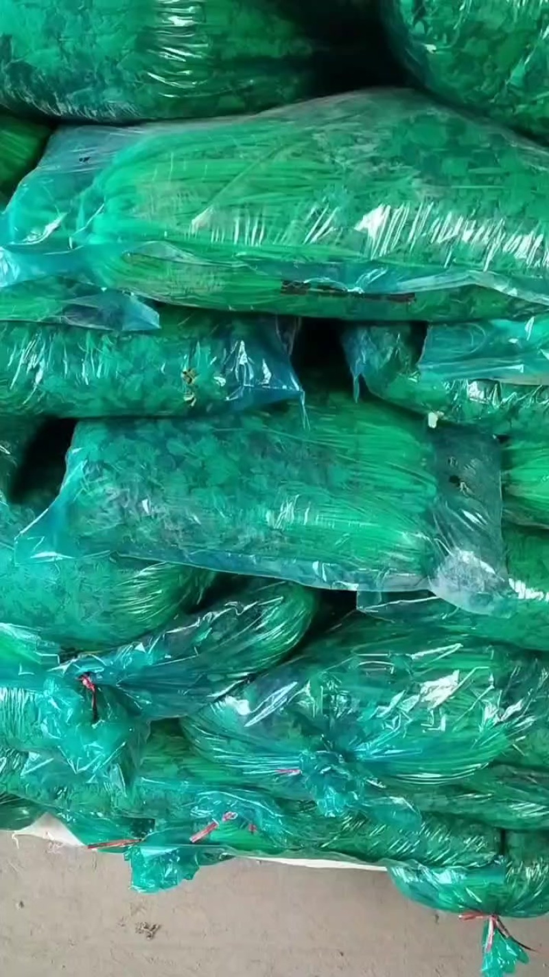 露天精品香菜，高，矮。都有，质量很好！