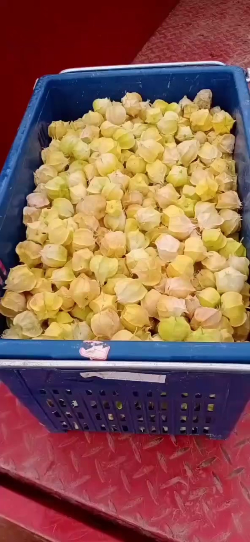 菇娘果开始上市***********
