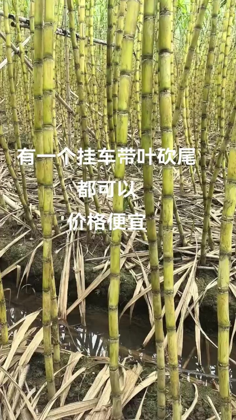 广州黄皮甘蔗品质保障致电有优惠直发全国欢迎致电