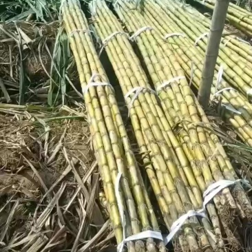 广州黄皮甘蔗品质保障致电有优惠直发全国欢迎致电