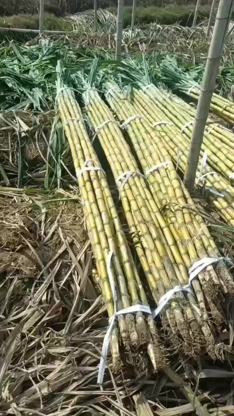 广州黄皮甘蔗品质保障致电有优惠直发全国欢迎致电