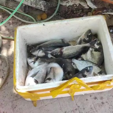 漳浦黑包公
