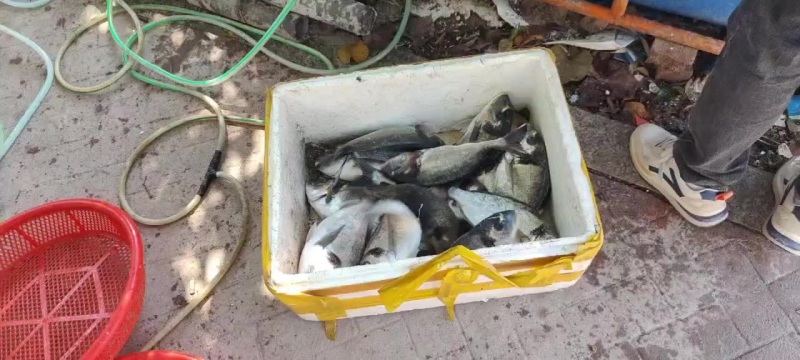 漳浦黑包公