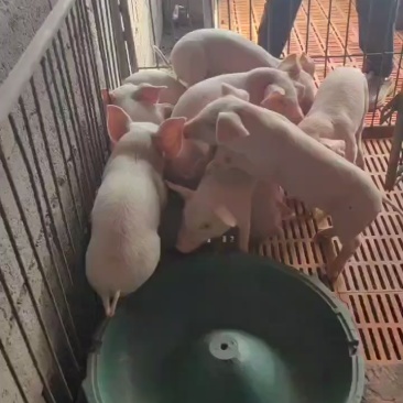 猪仔