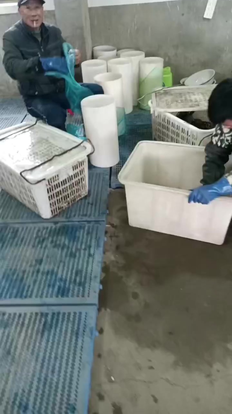 无为大闸蟹