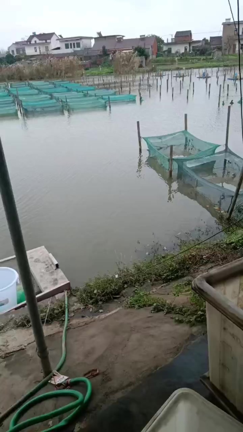 无为大闸蟹