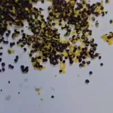 优质非转基因油菜籽我们现在有5万吨的现货