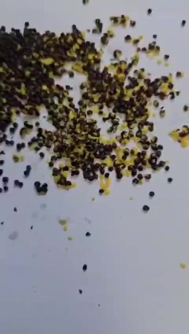 优质非转基因油菜籽我们现在有5万吨的现货