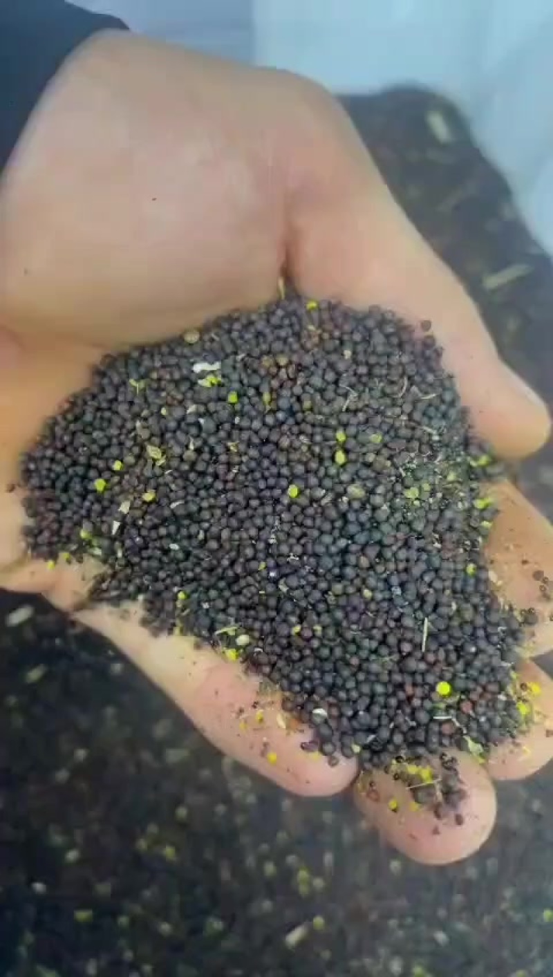 优质非转基因油菜籽我们现在有5万吨的现货