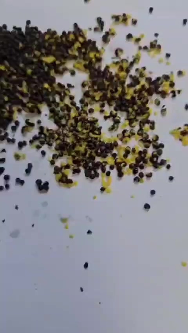 优质非转基因油菜籽我们现在有5万吨的现货
