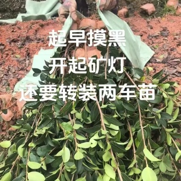 两年生嫁接油茶小杯