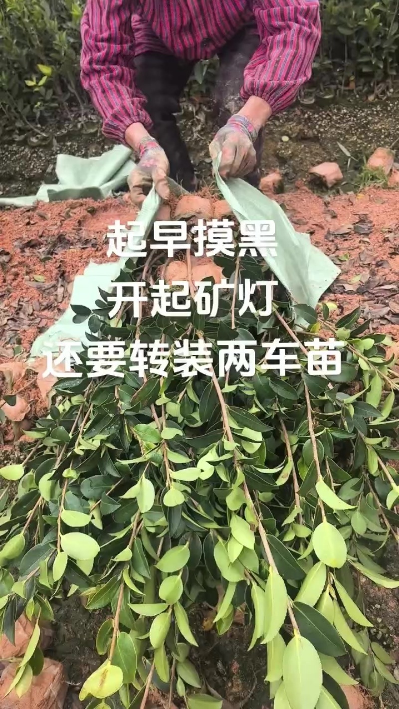 两年生嫁接油茶小杯