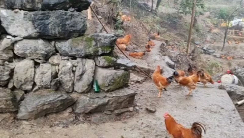 新化县土鸡，天然饲养，肉质鲜嫩，健康美味，欢迎选购！
