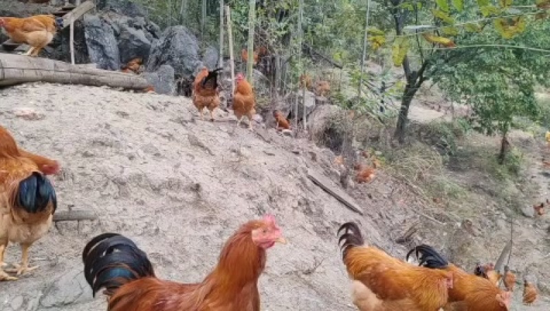 新化县土鸡，天然饲养，肉质鲜嫩，健康美味，欢迎选购！