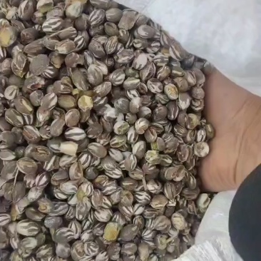 新疆杏树杨拉罐