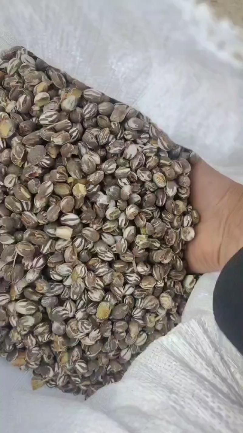 新疆杏树杨拉罐