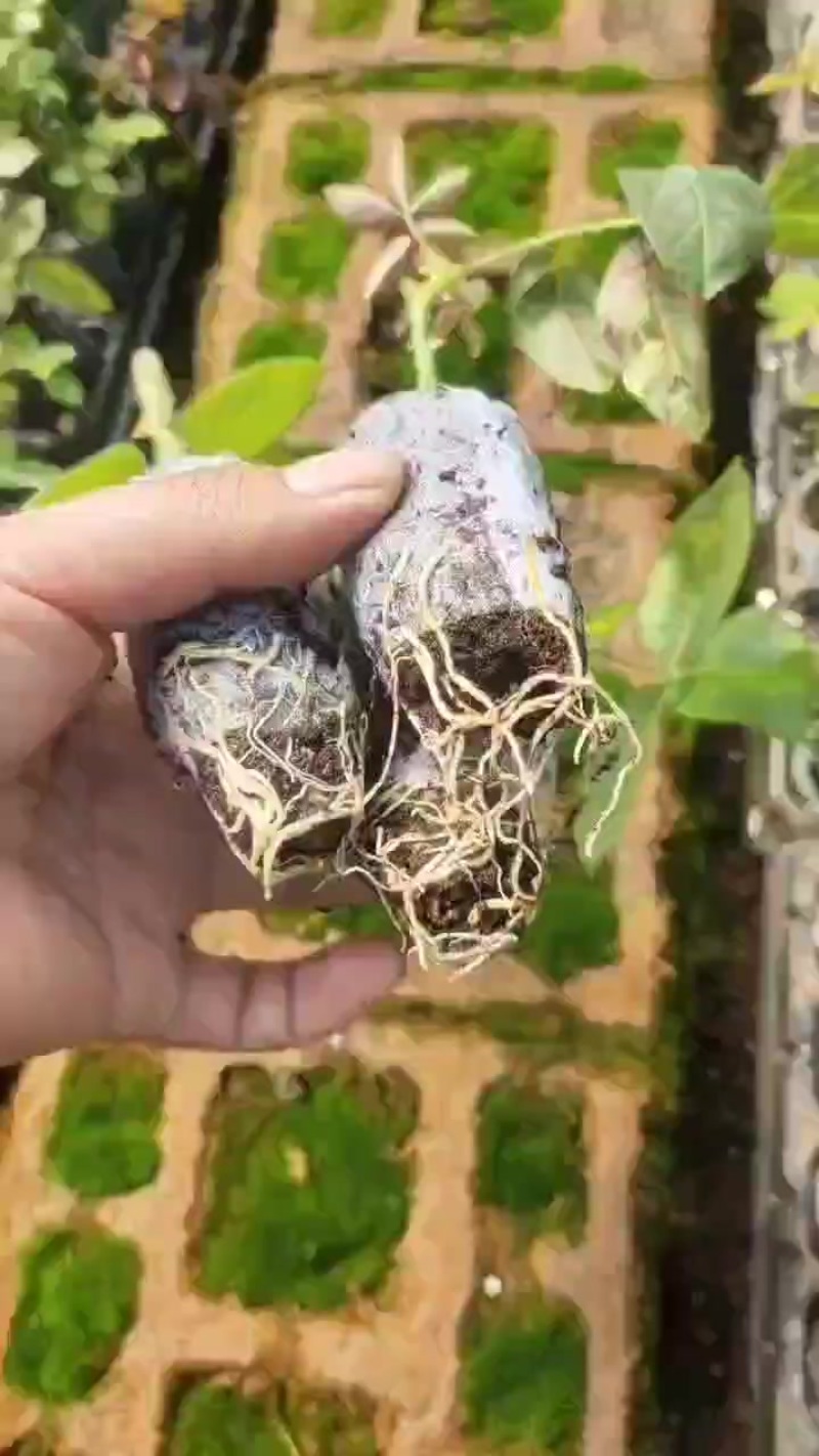 食用玫瑰花苗质量保证价格优惠