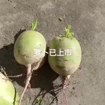 萝卜