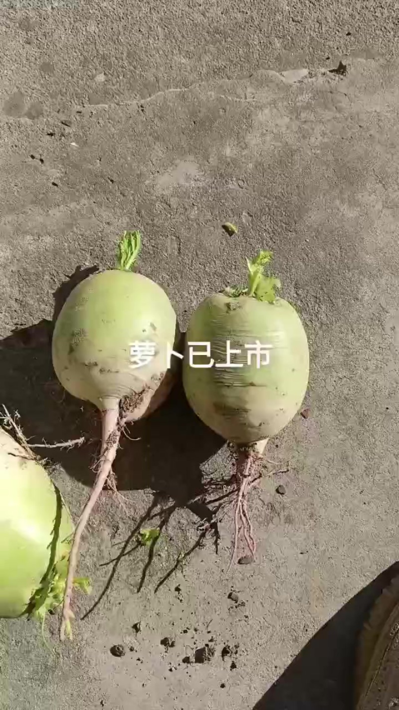 萝卜