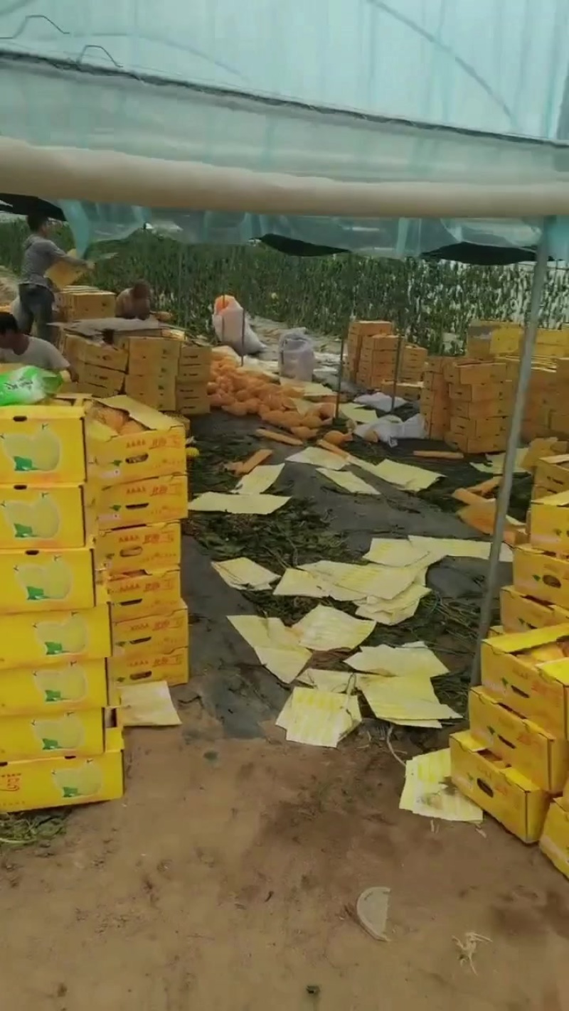 海南哈密瓜金色年华哈密瓜大量上市，欢迎各位老板电话联系