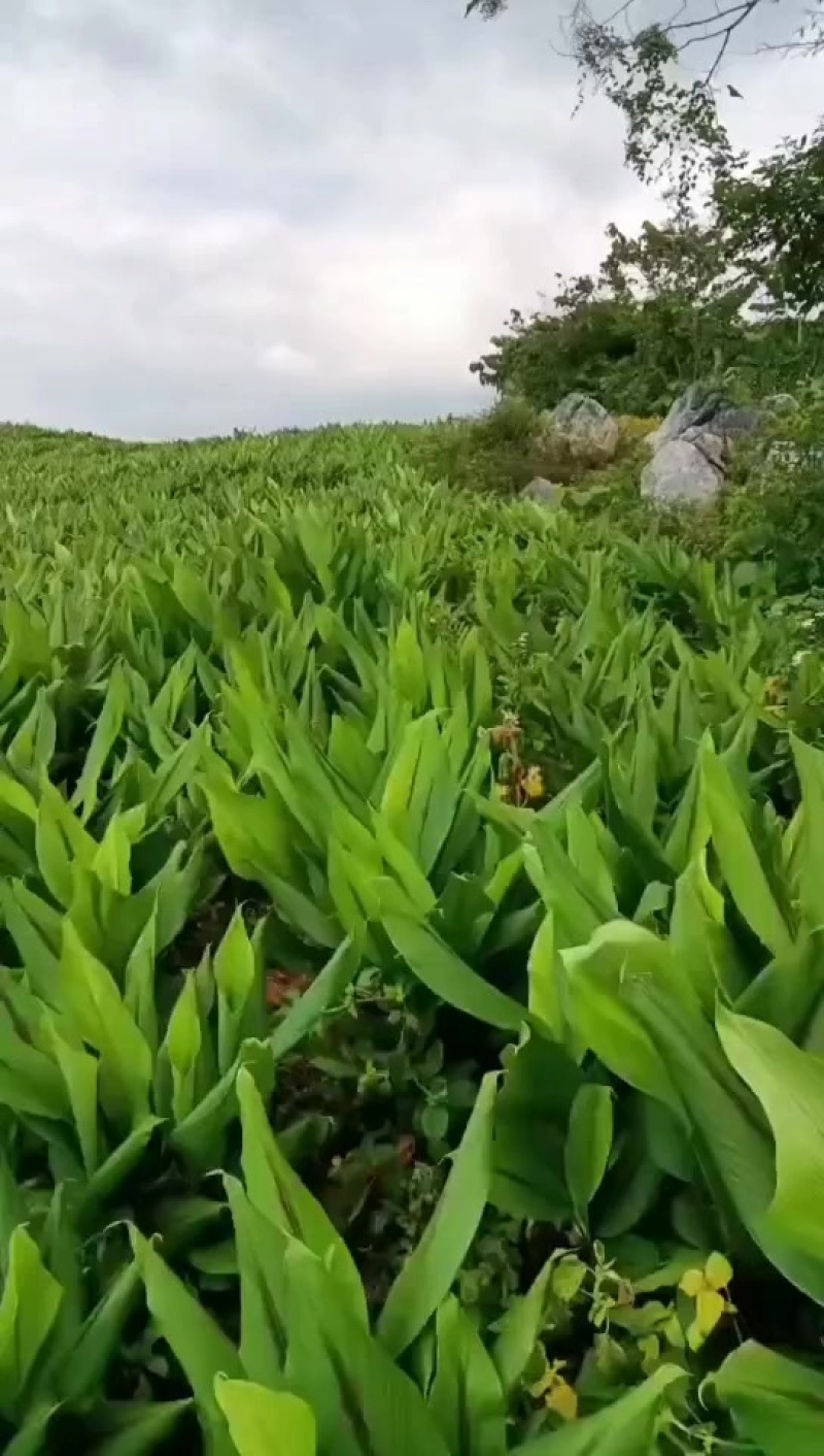 姜黄