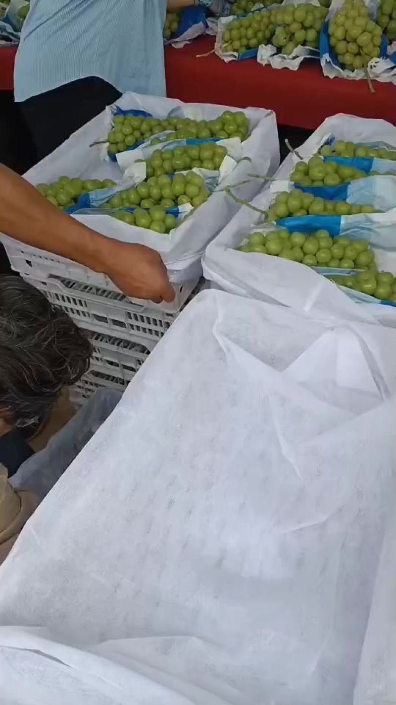 阳光玫瑰