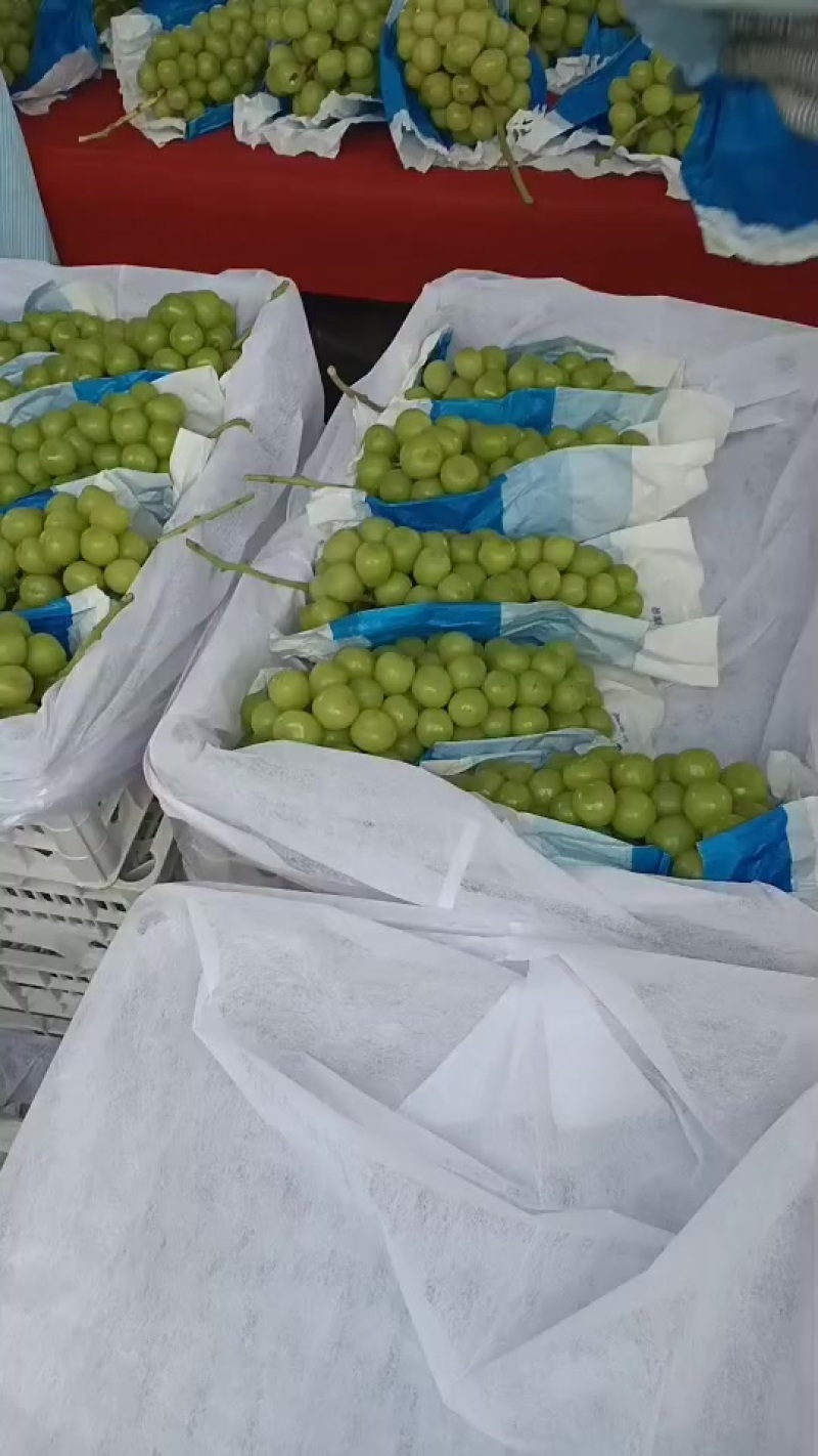 阳光玫瑰