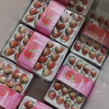 丹东九九草莓