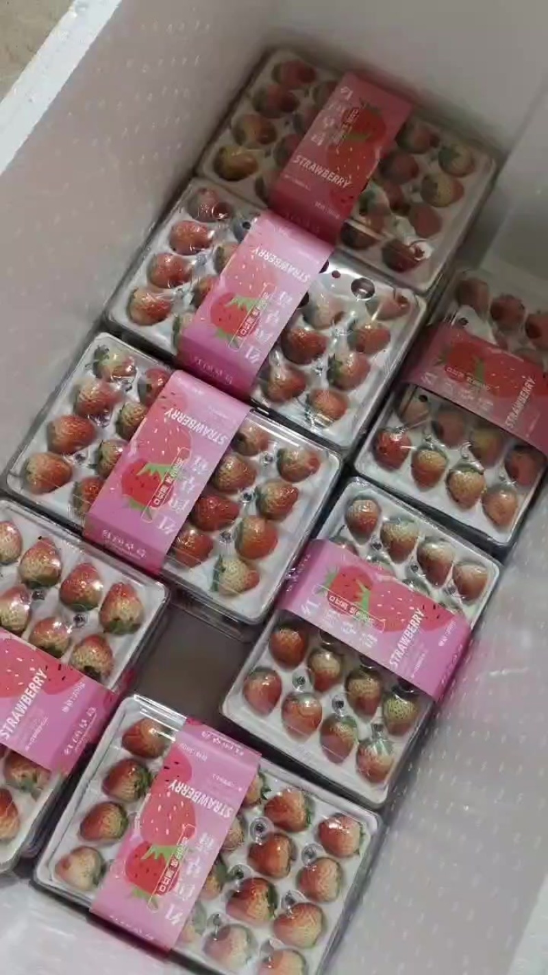 丹东九九草莓