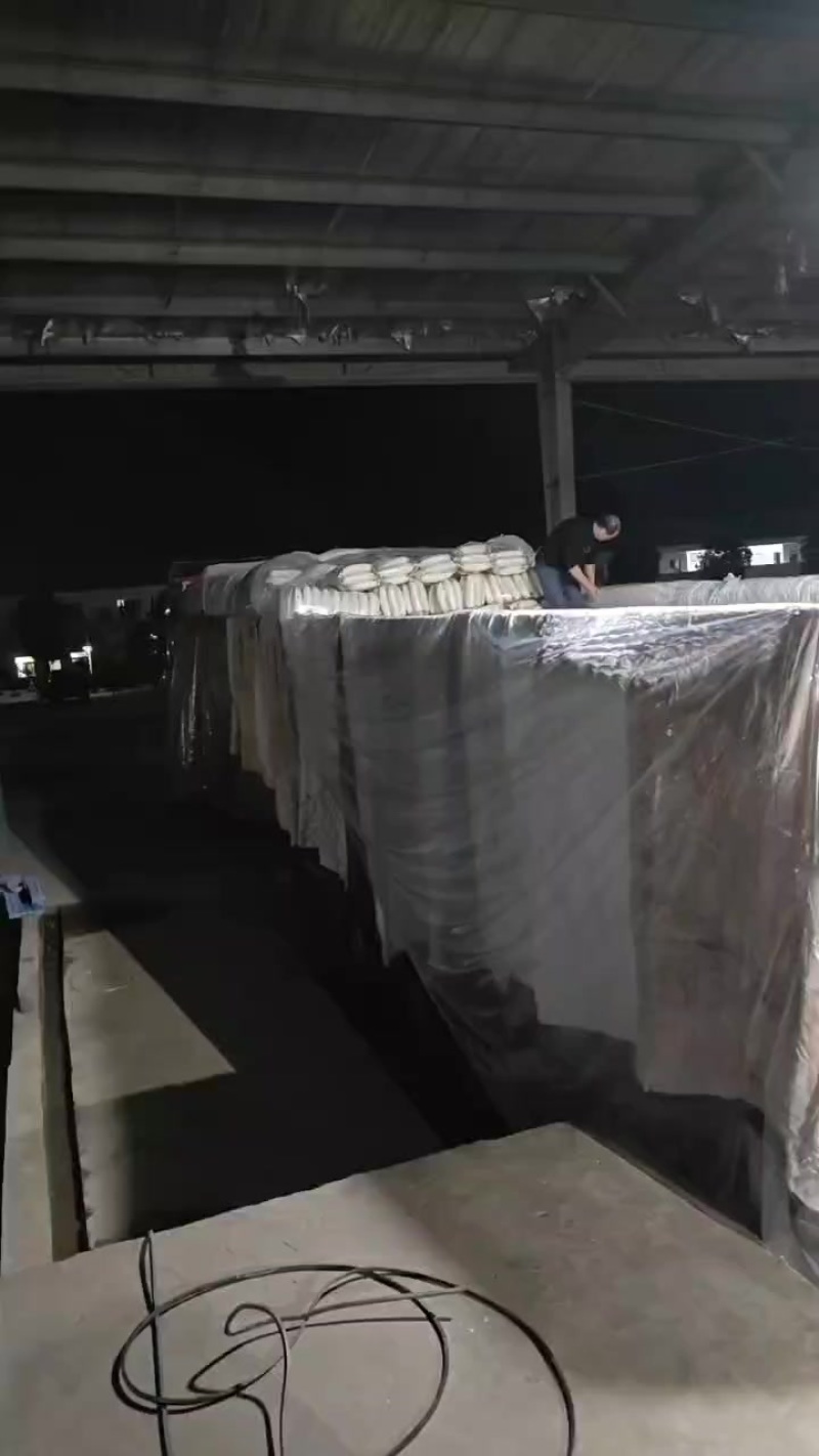 精品白萝卜
