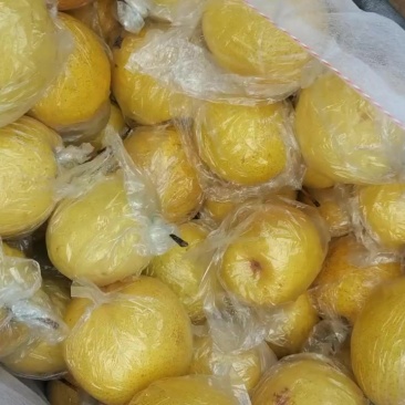 大山里的优质蜜梨大量走货，今年蜜梨质量好价位低，产地直销