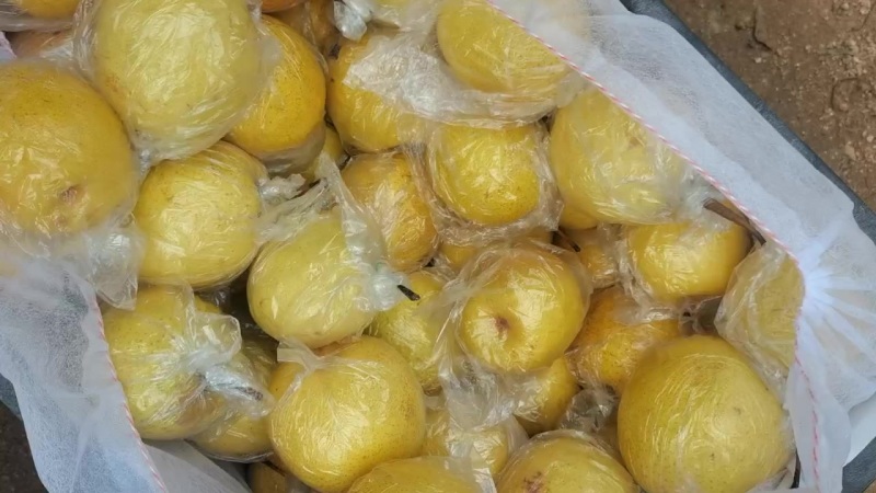 大山里的优质蜜梨大量走货，今年蜜梨质量好价位低，产地直销