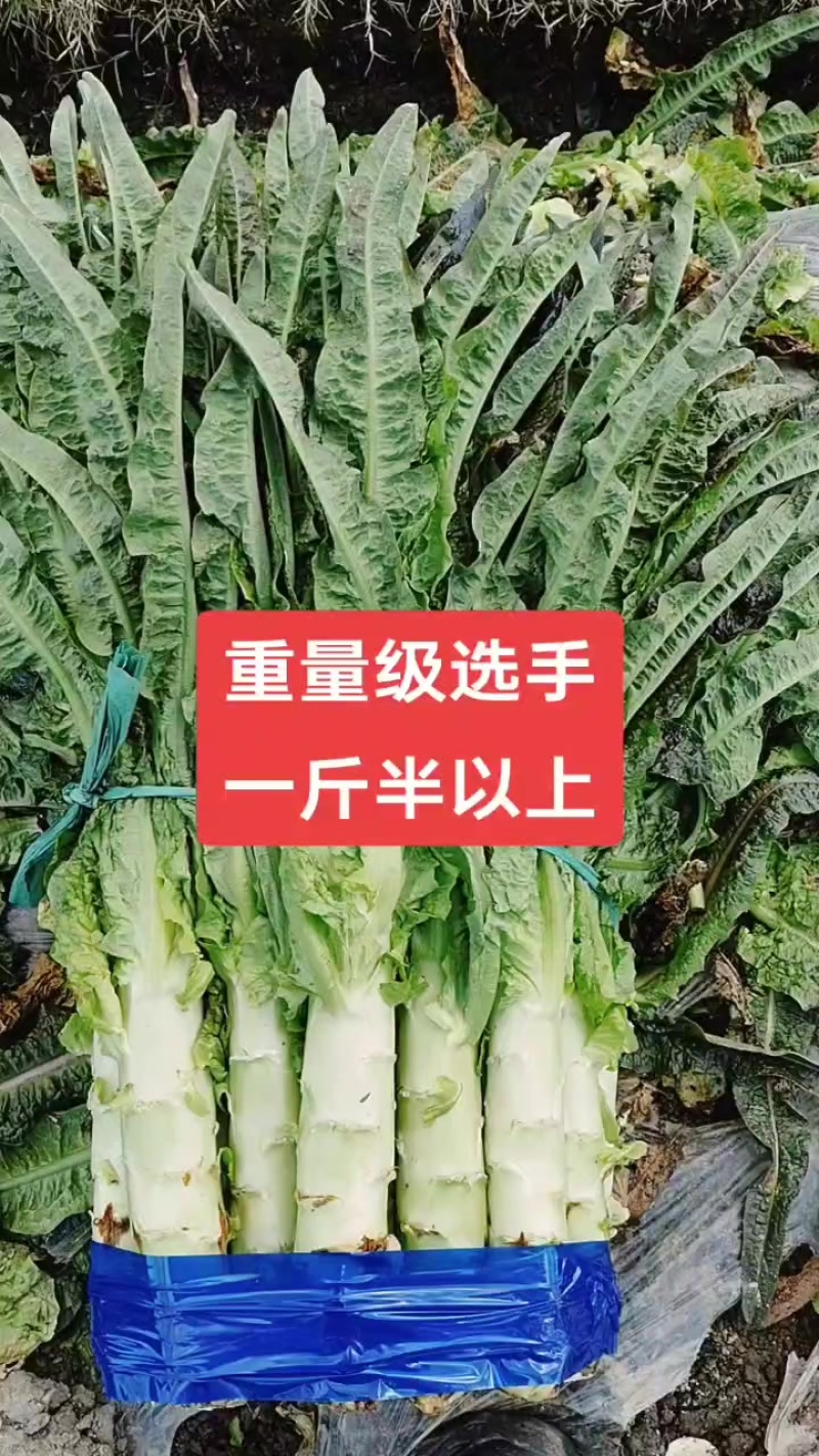 大理红尖叶莴笋