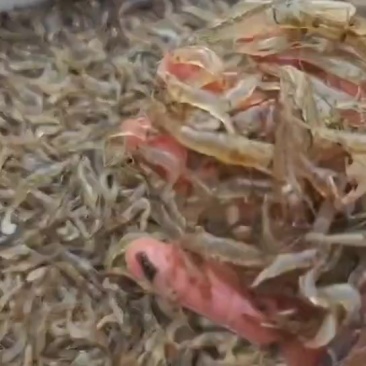 纯野生的小河虾，要的赶紧来，货抢手