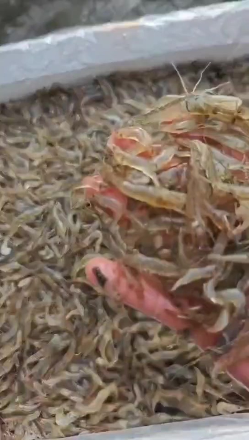 纯野生的小河虾，要的赶紧来，货抢手