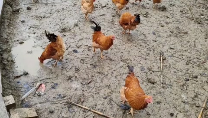 新化县土鸡，天然饲养，肉质鲜嫩，健康美味，欢迎选购！