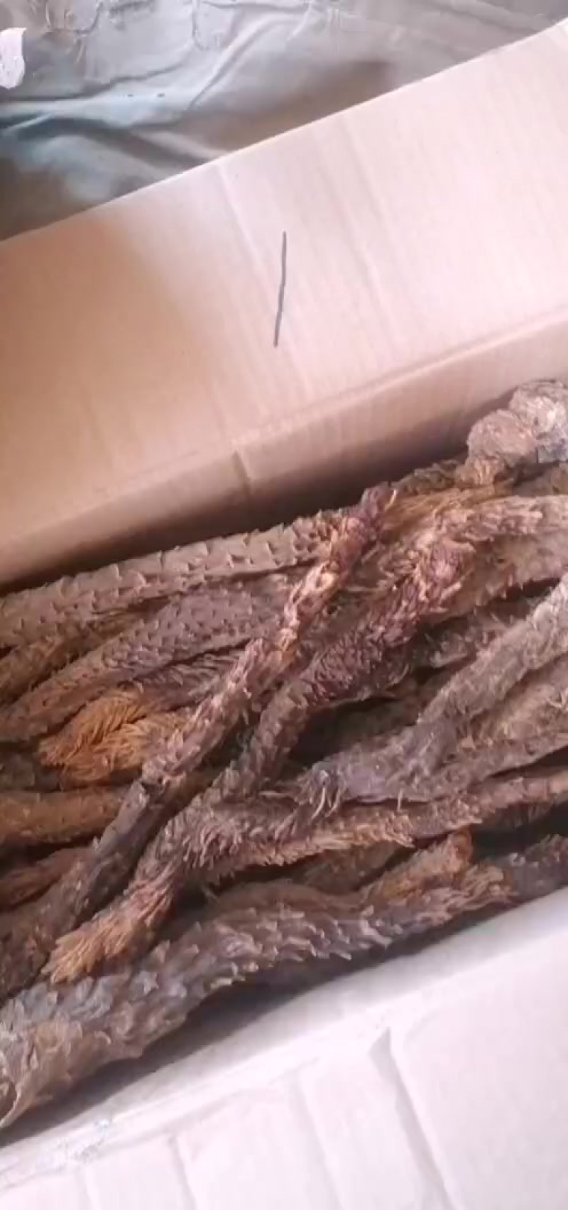 肉苁蓉新货上市了，需要的来选购