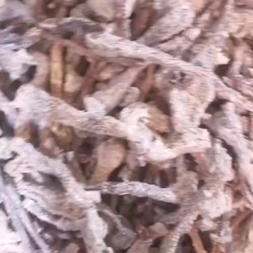 肉苁蓉通货