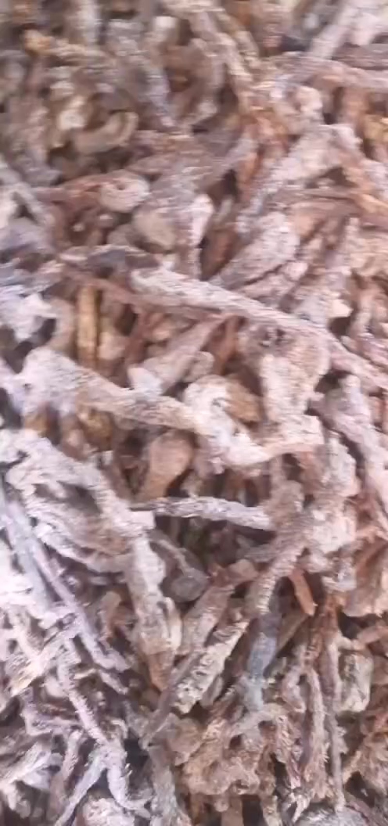 肉苁蓉通货