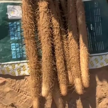 白玉山药