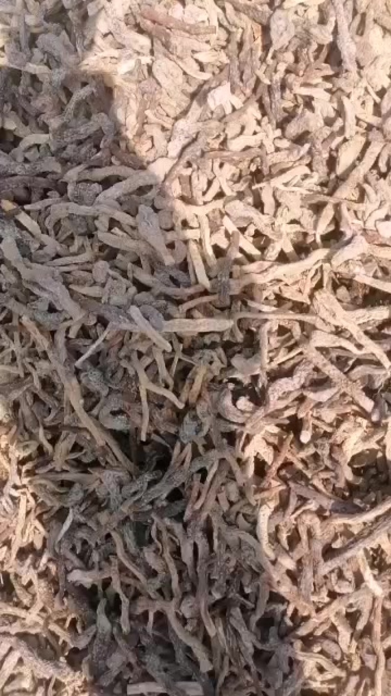 需要新疆肉苁蓉的联系我***********