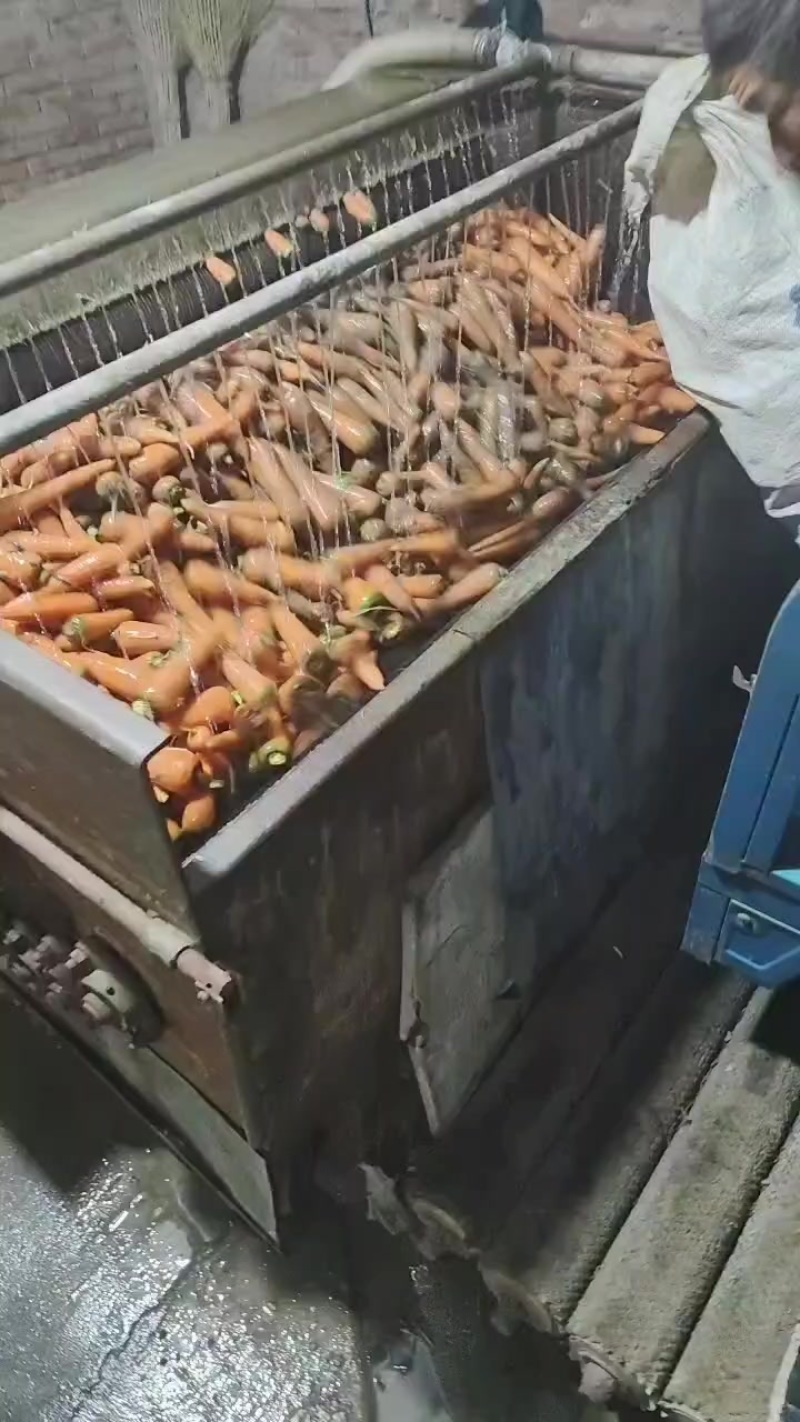 东台胡萝卜大量上市